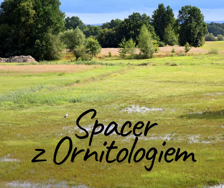 grafika zapraszająca na spacer z ornitologiem w tle zdjęcie terenu zielonego grafika zapraszająca na spacer z ornitologiem w tle zdjęcie terenu zielonego